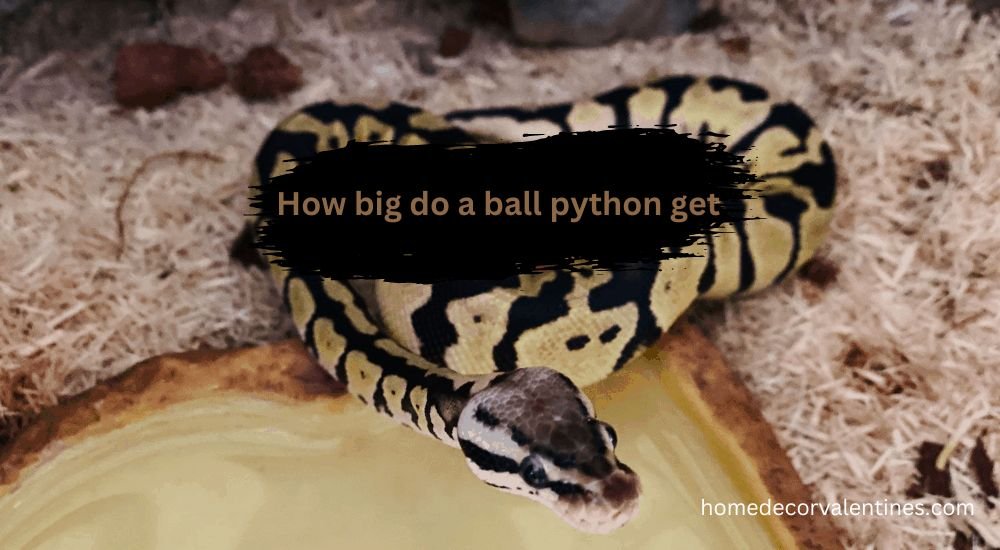 Ball Python