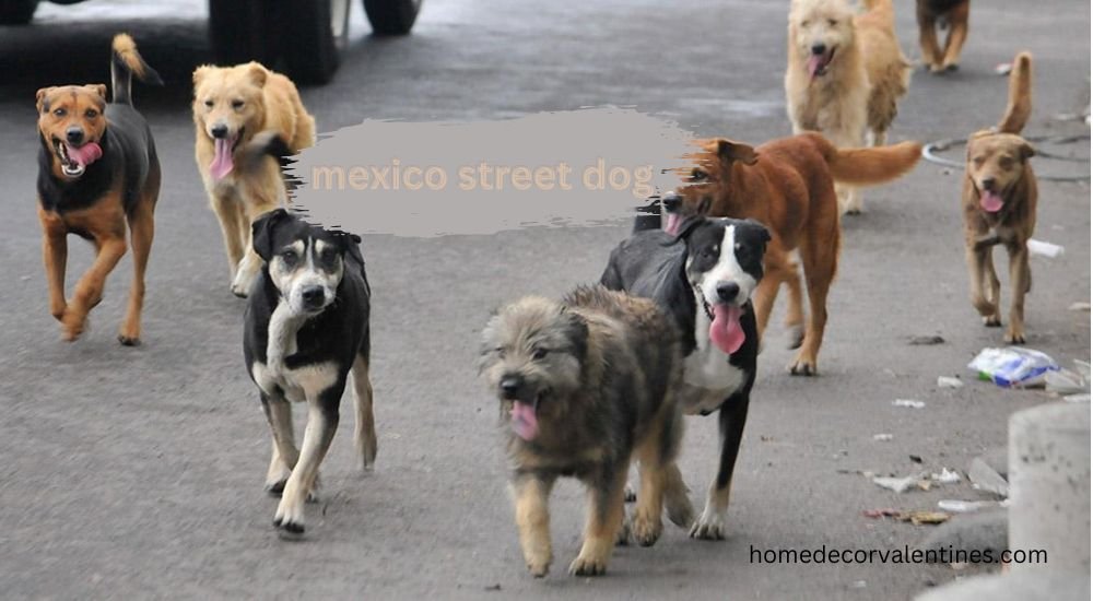 mexico street dog